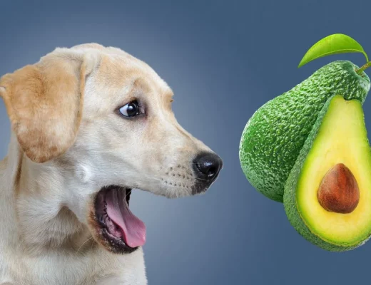 Can Dogs Eat Avocados? Things You Need to Know