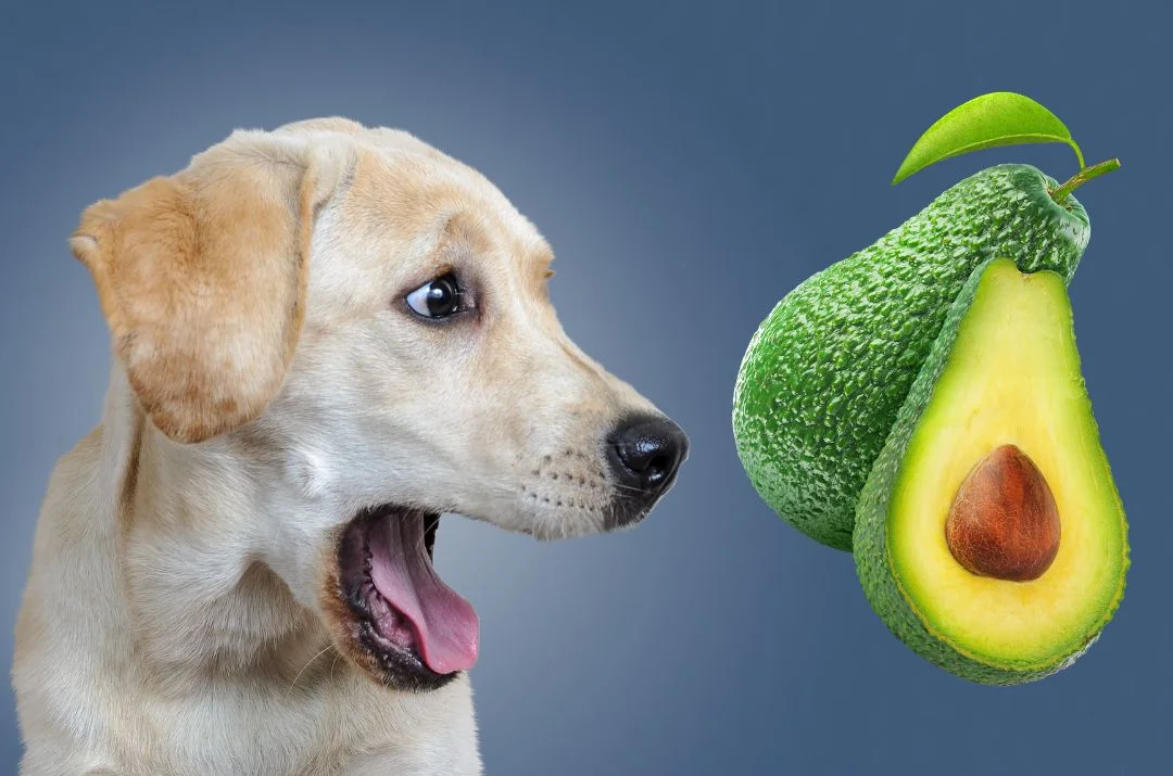 Can Dogs Eat Avocados? Things You Need to Know